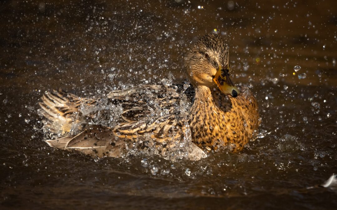 Duck splashing in water